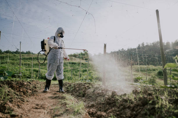 Best Pest Control for Homes  in Isla Vista, CA