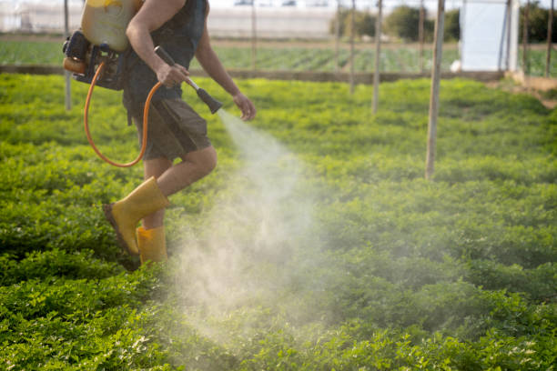 Best Ant Control Services  in Isla Vista, CA