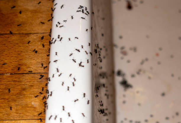 Best Termite Control Services  in Isla Vista, CA